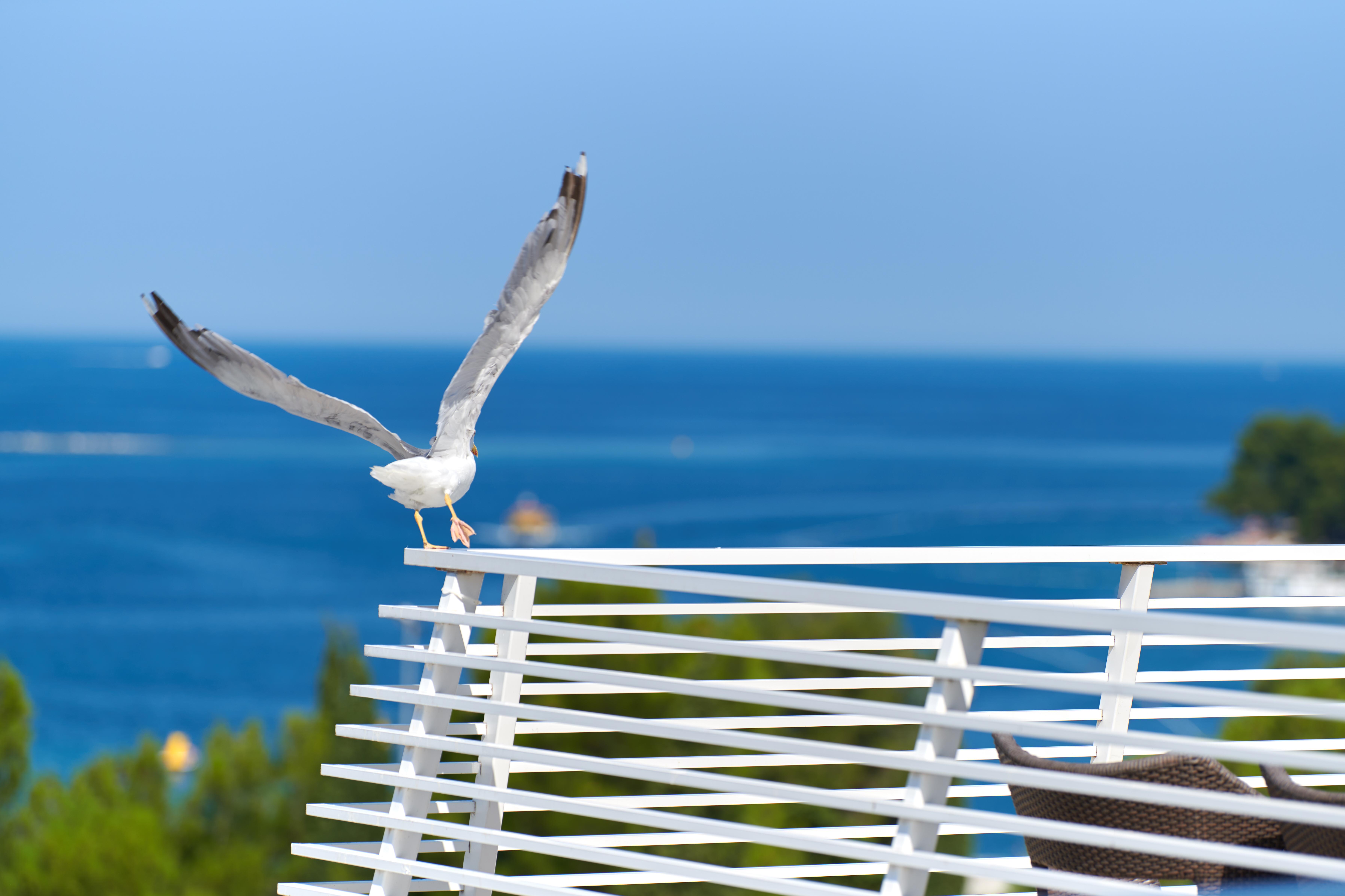 Hotel Albatros Plava Laguna Porec Bagian luar foto